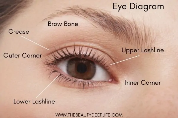 woman's eye diagram showing the different parts of the eye for eyeshadow makeup application tips