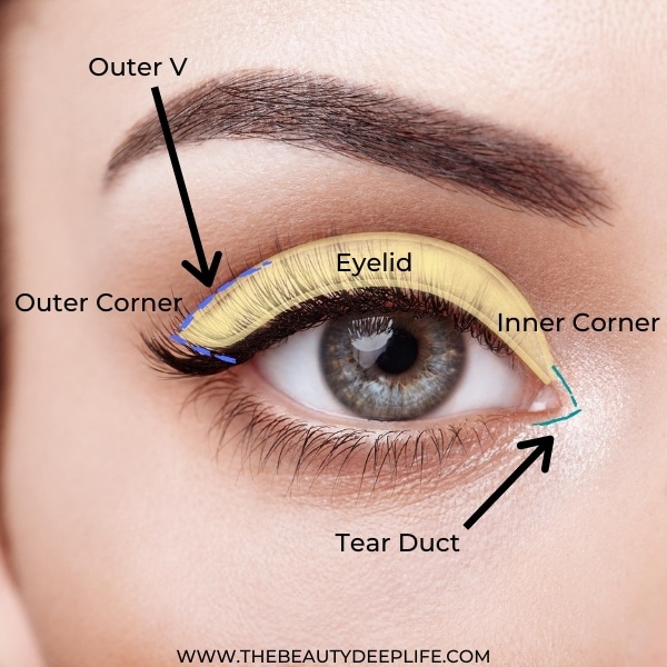 diagram of eye for makeup tips for beginners